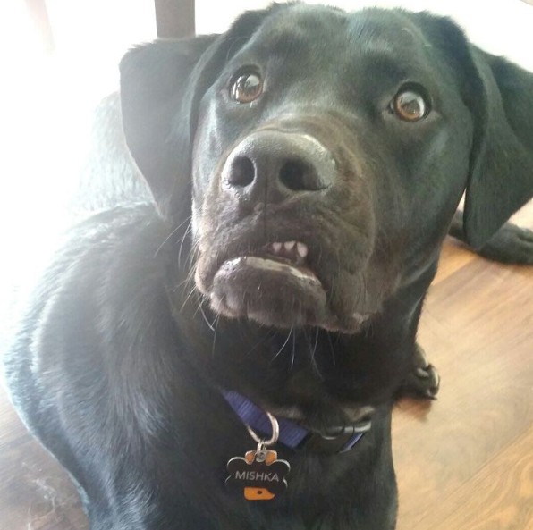 Disgusted dog reaction